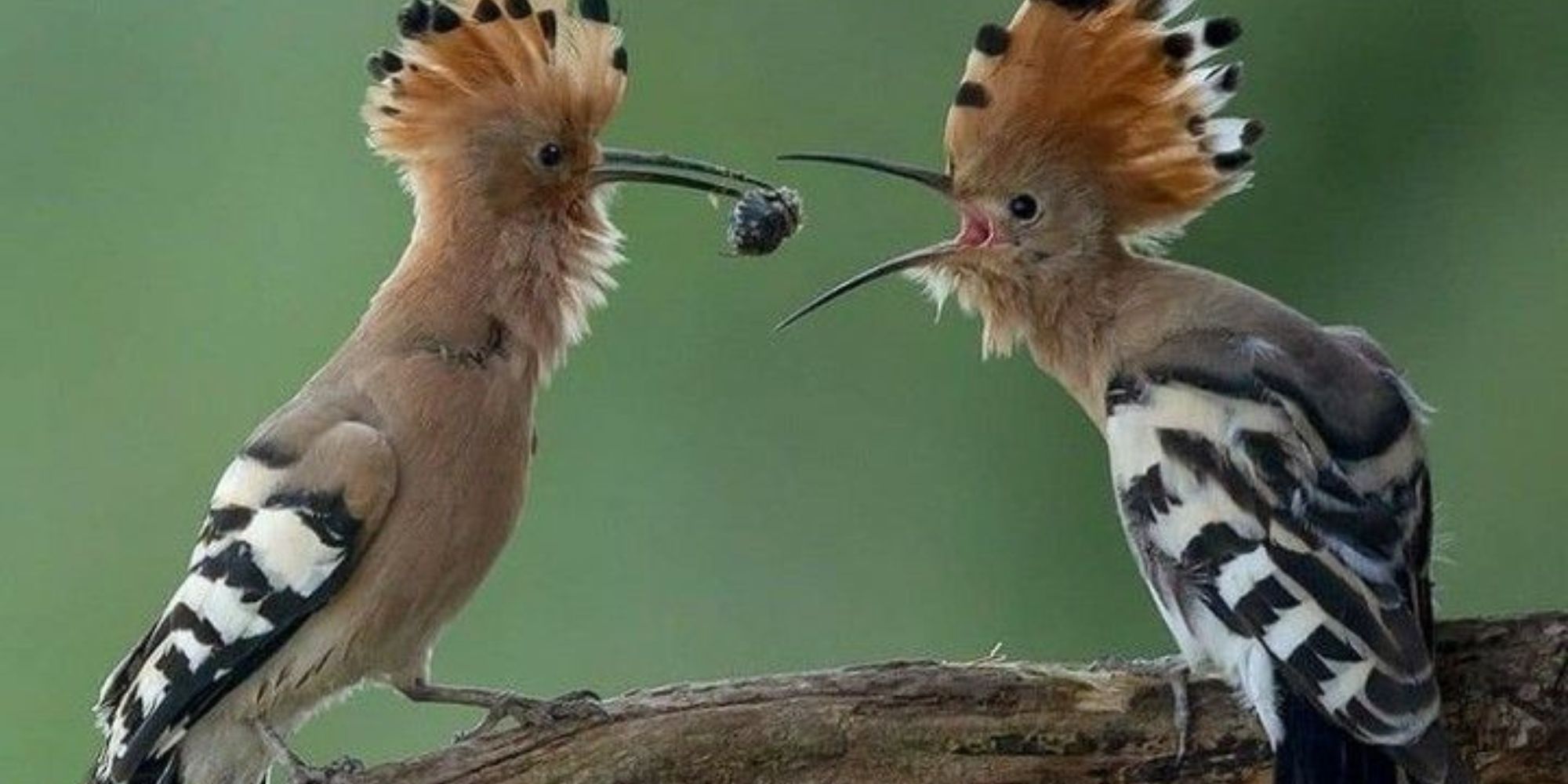 Crested woodland bird