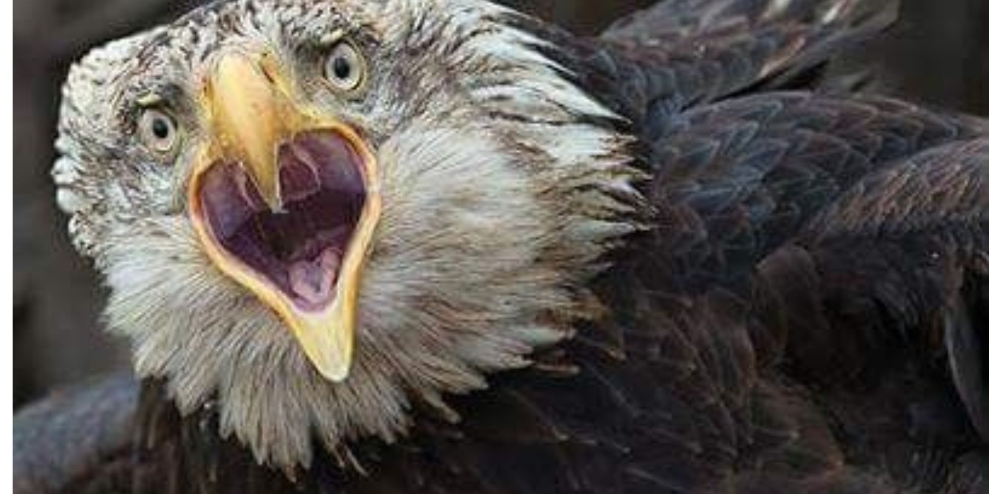 Hancock Bird