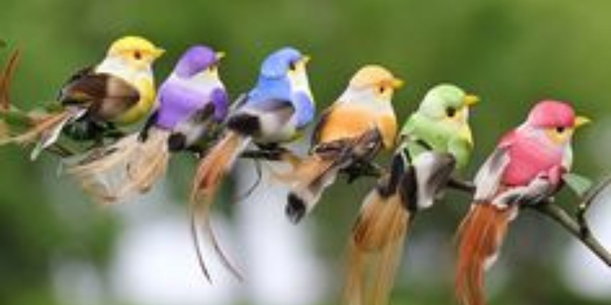 Cute birds