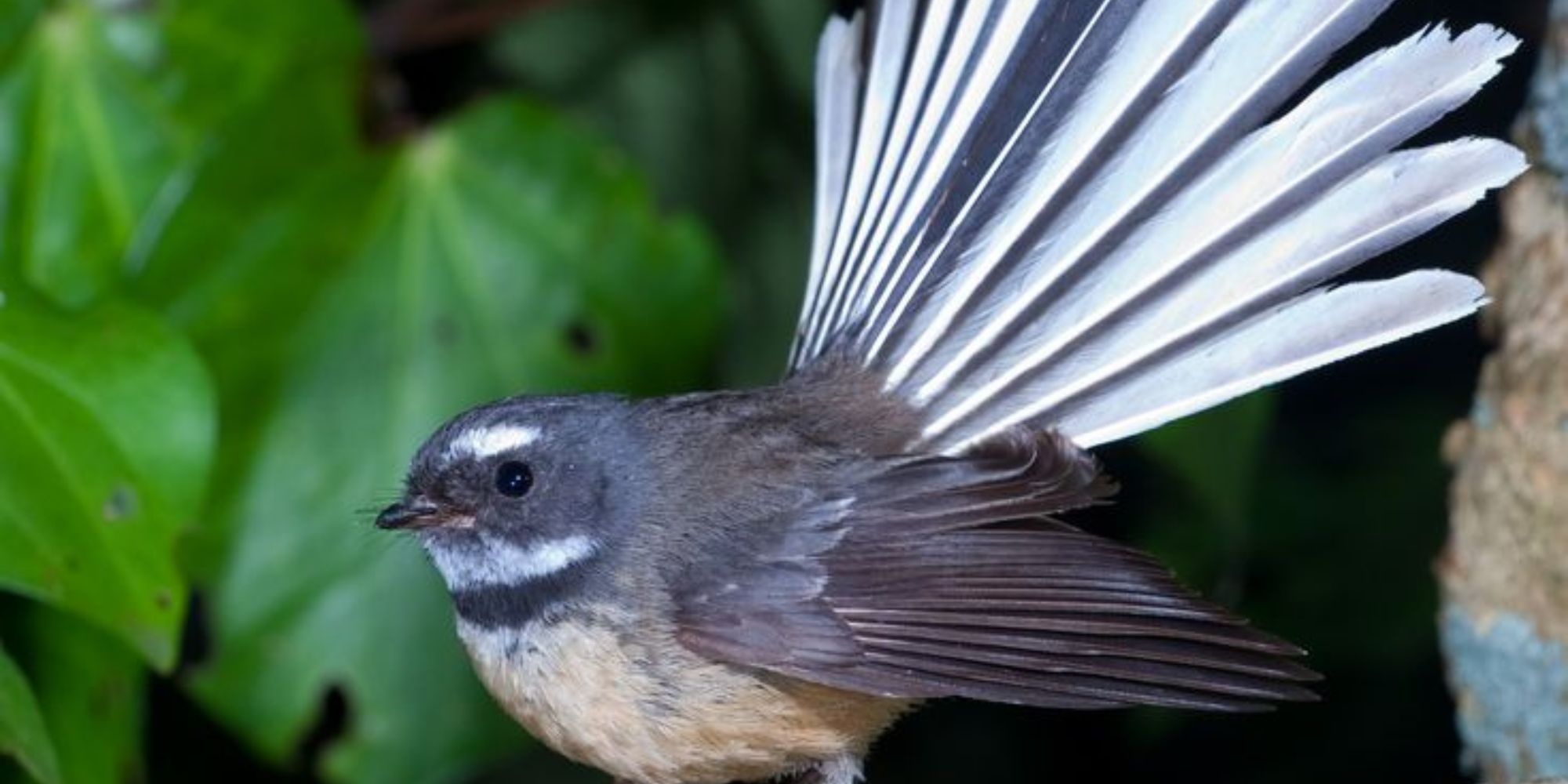 New Zealand Bird