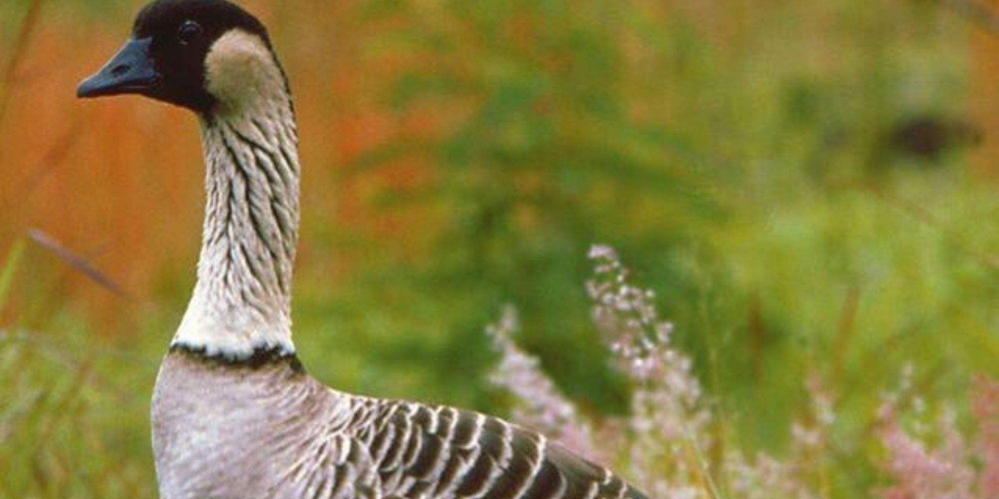 Birds of Hawaii