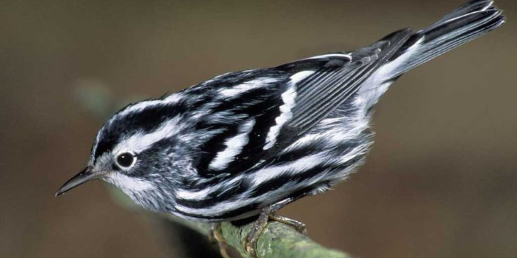 Black and White Birds