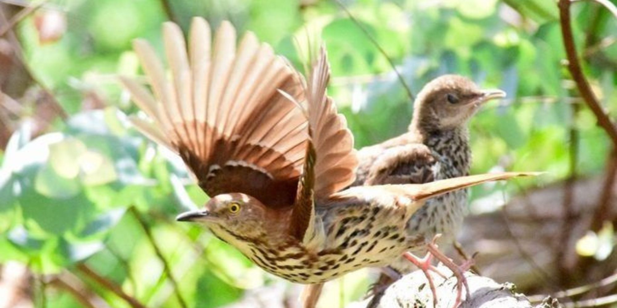 Brown Thrasher Bird