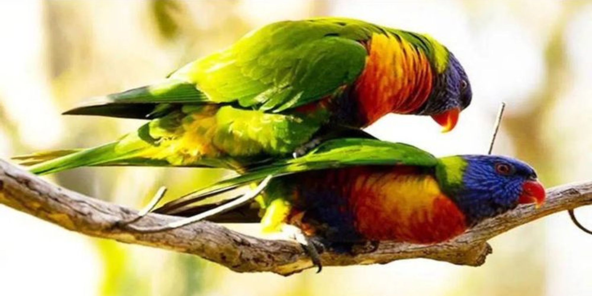 How Do Birds Mate