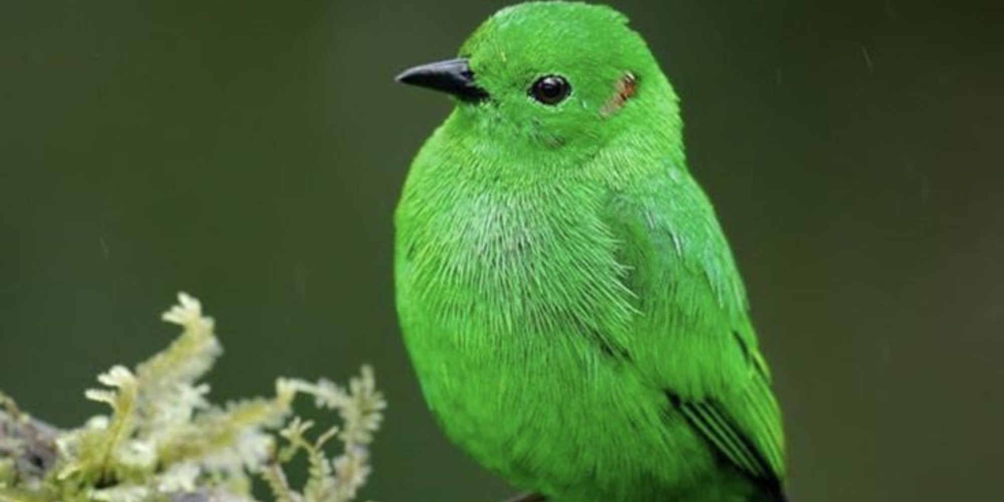 Green Birds