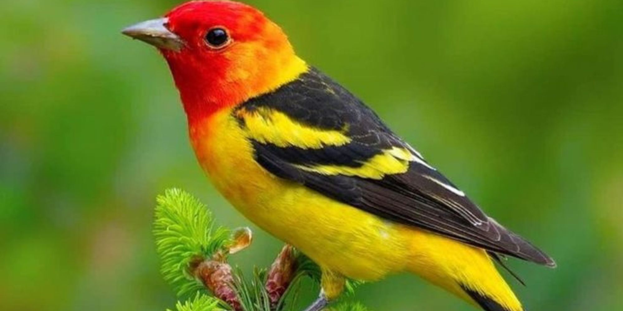 Pretty Birds