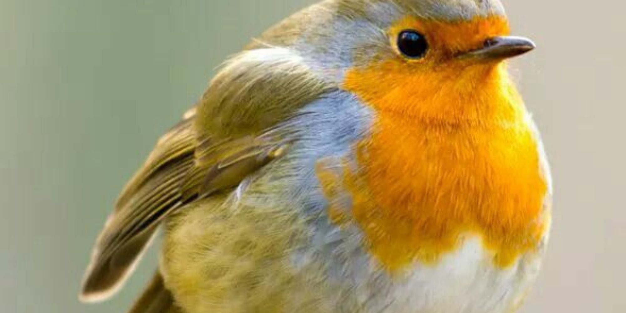Fat Birds