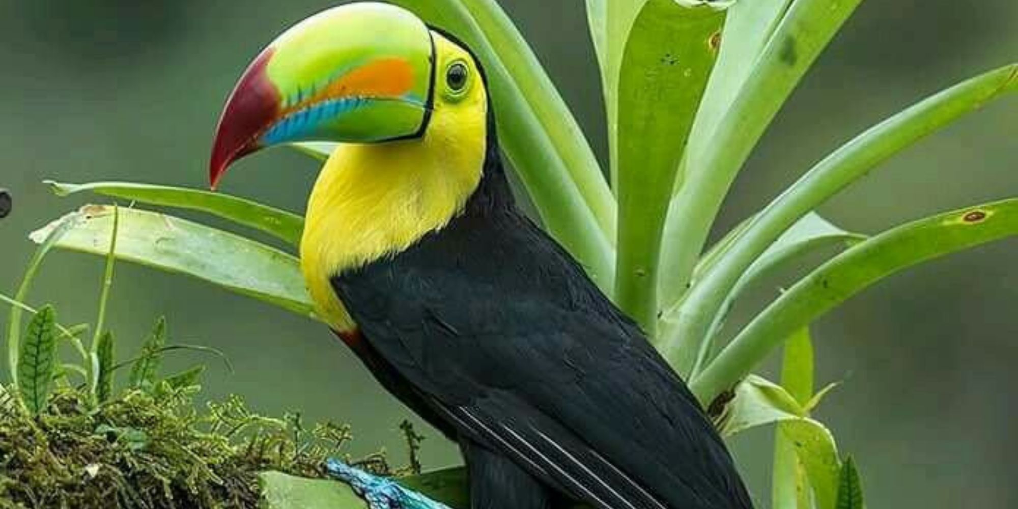 Tropical Birds