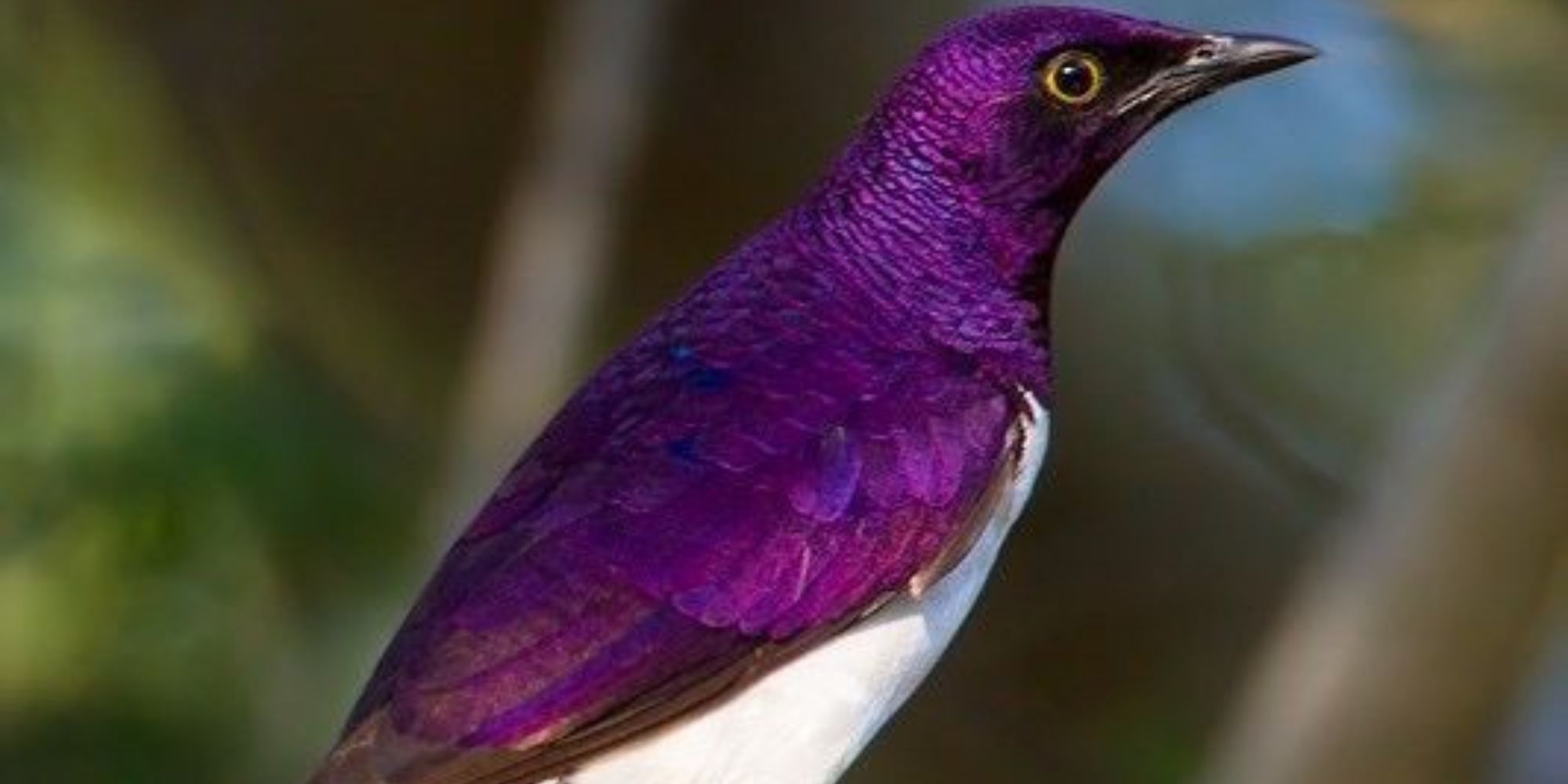 Purple Birds