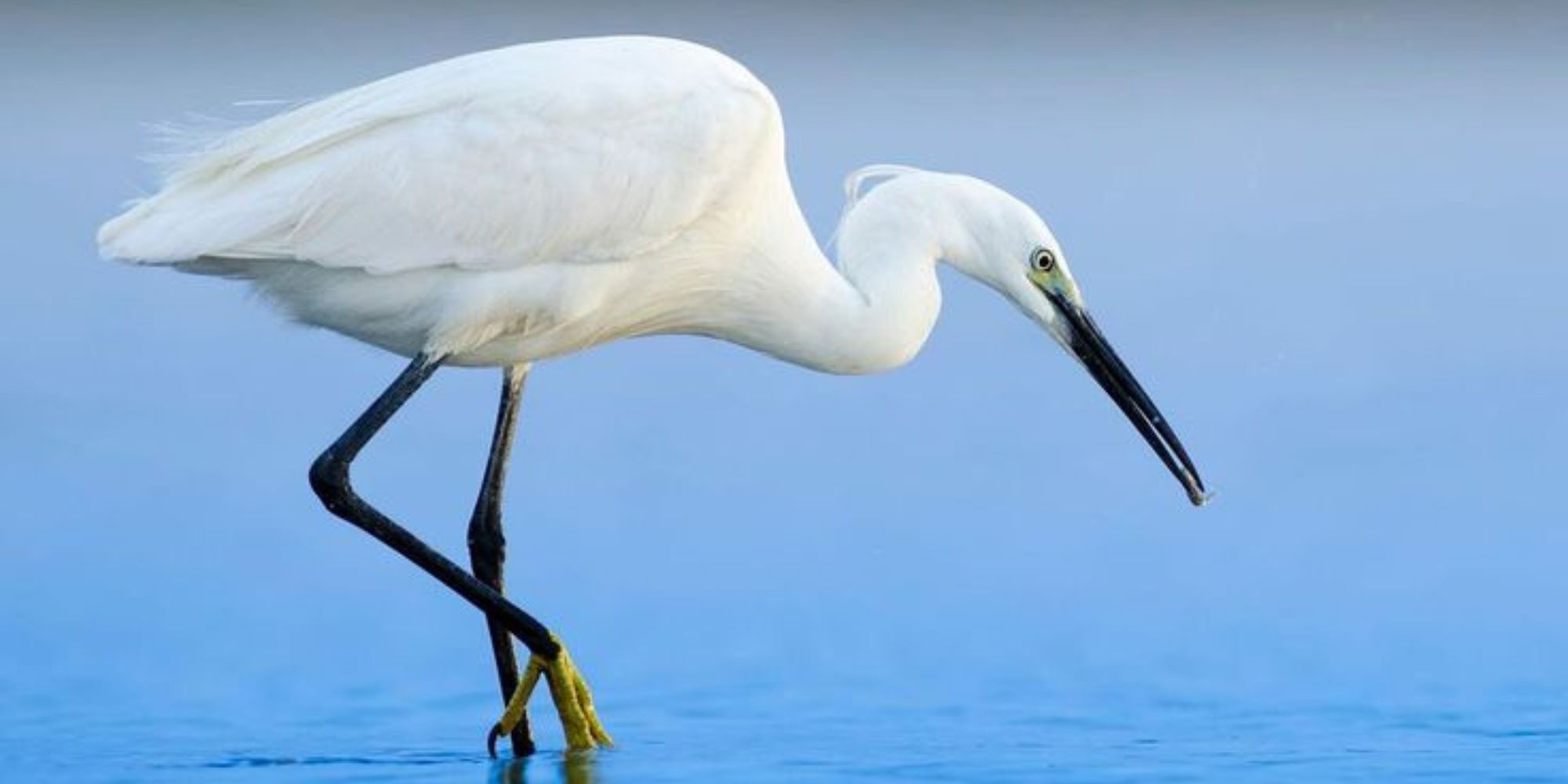 Water Birds