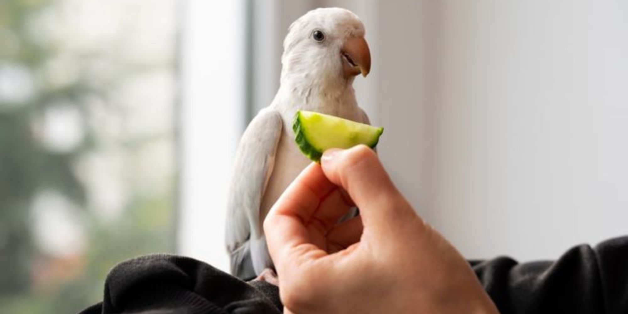 What do Parrots Eat and Drink?