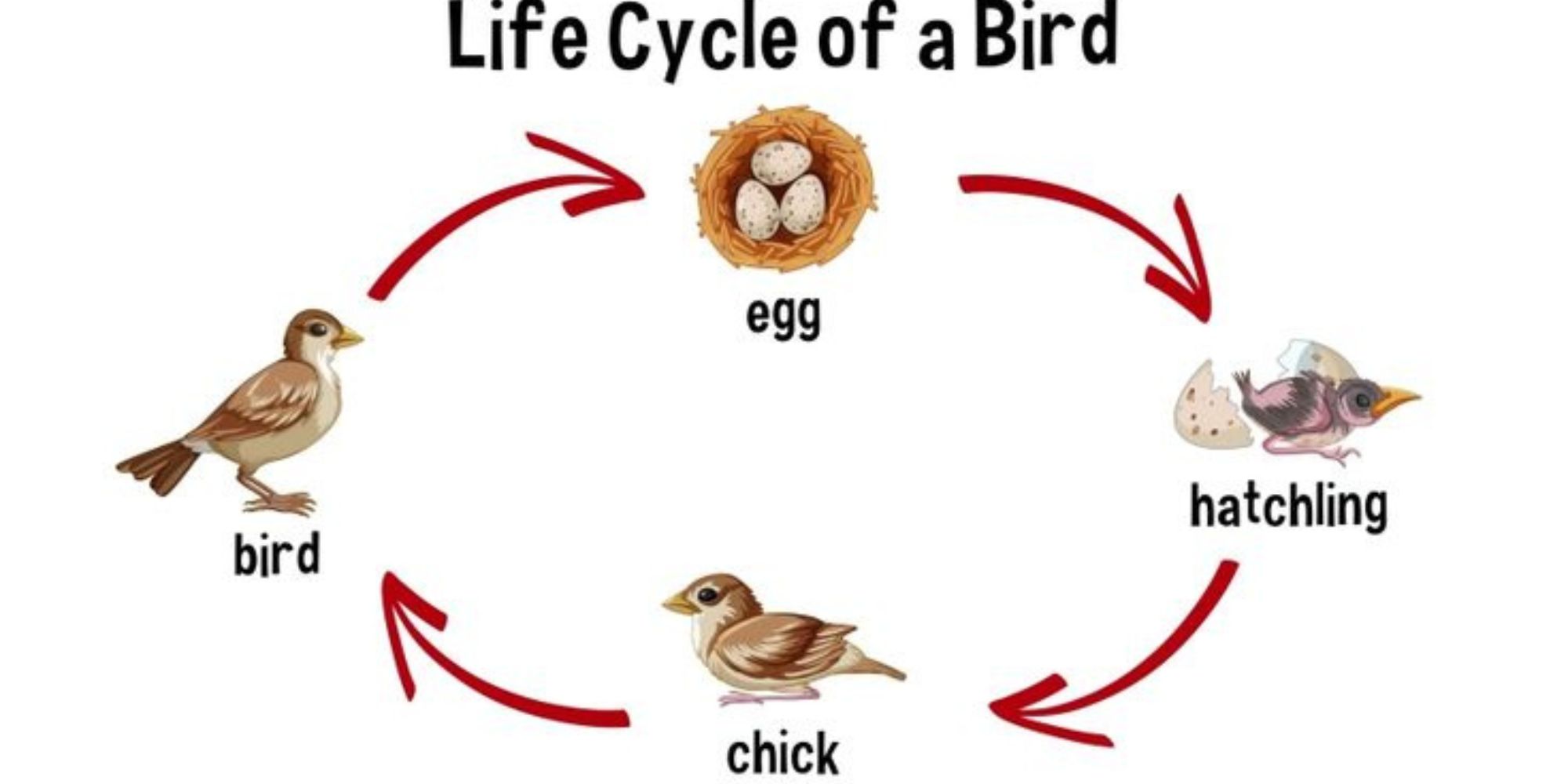 Bird life cycle: Complete Guide