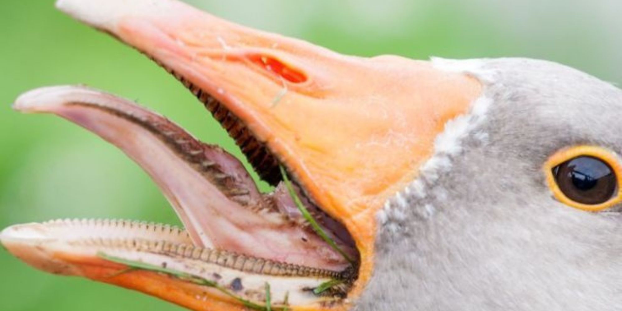 Do birds have teeth