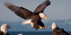 Hancock Bird Species list