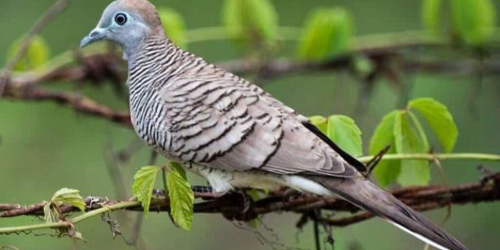 All Types of Birds (A to Z)