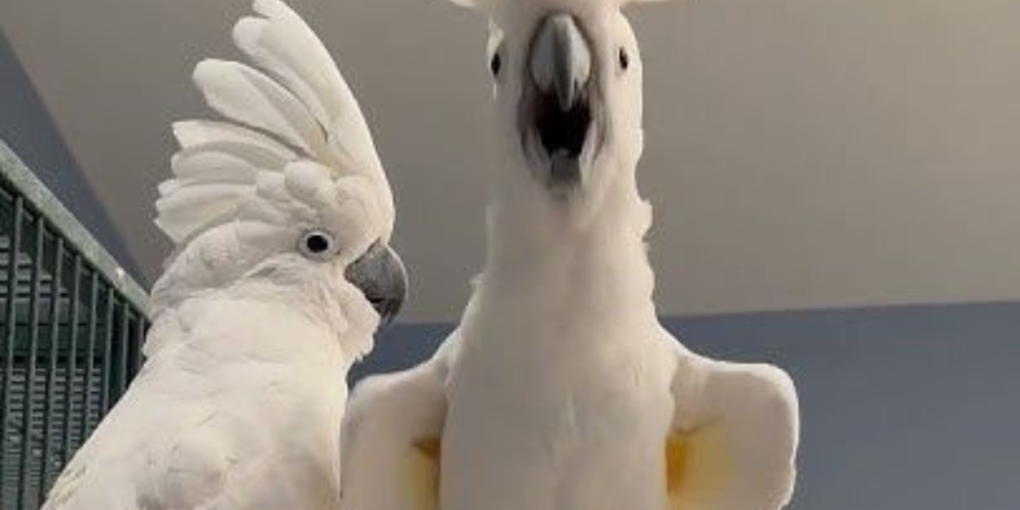 White Parrot