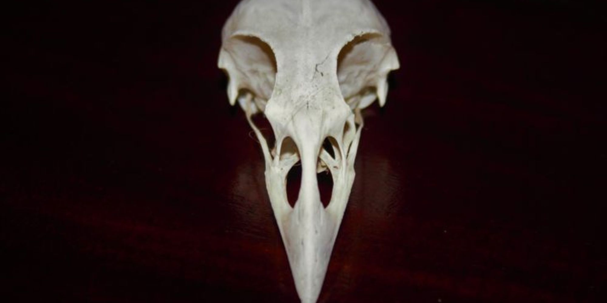 Bird Skull