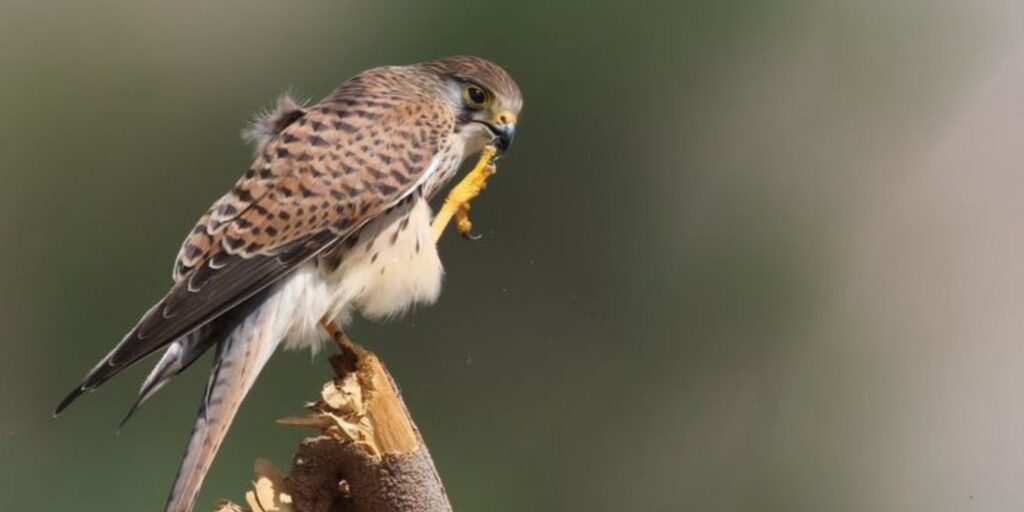 All Types of Birds (A to Z)